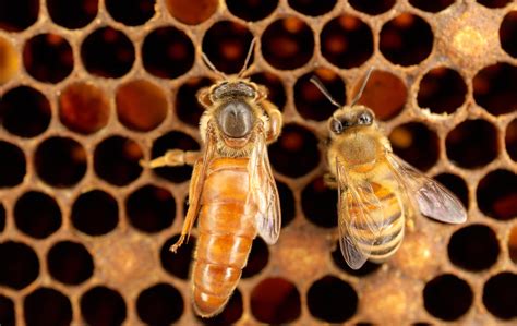 What do bees do when the queen bee dies?